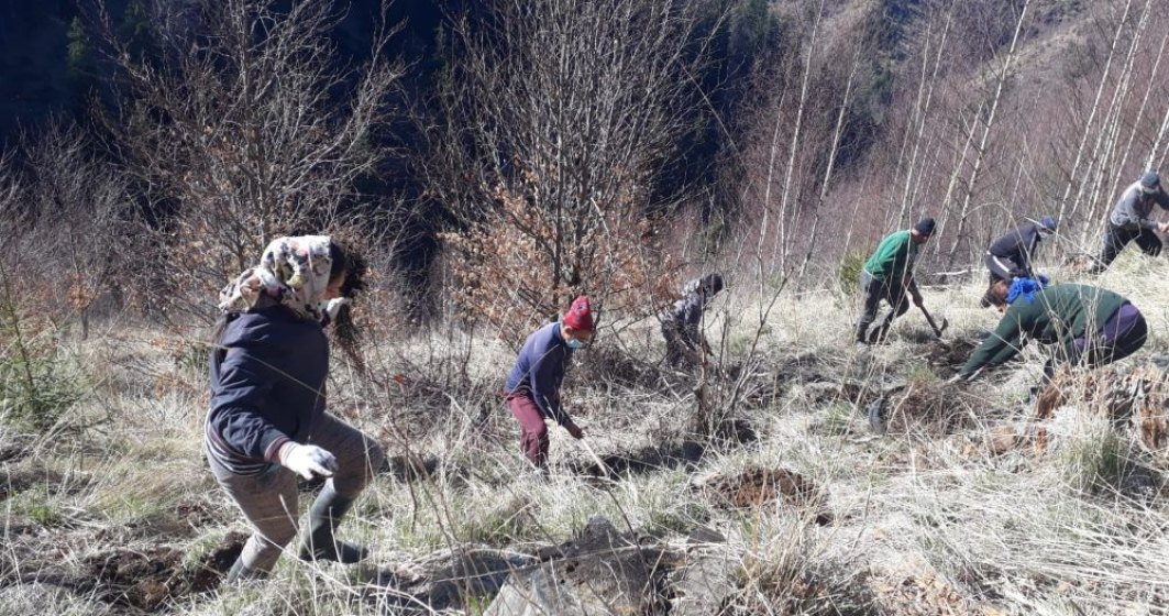 Zentiva plantează 20.000 de arbori pentru a reface o zonă din Munții Făgăraș