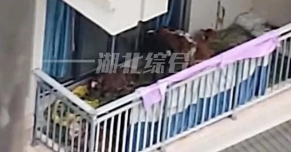 VIDEO  Un chinez a încercat să crească vaci la bloc, pe balconul său de la...