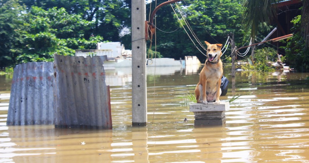 PAID: 262 de dosare de dauna inregistrate ca urmare a inundatiilor din perioada iunie - iulie
