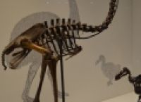 Poza 3 pentru galeria foto REPORTAJ: Muzeul Antipa, de la 'Nemaipomenit, cel mai urias schelet!' la 'Pacat ca si-au batut joc din start'