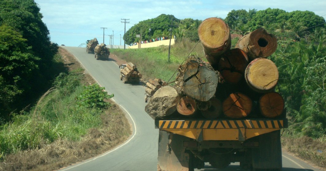 Statul a implementat un sistem care va monitoriza pădurile și va elimina escalele ilegale realizate cu același aviz