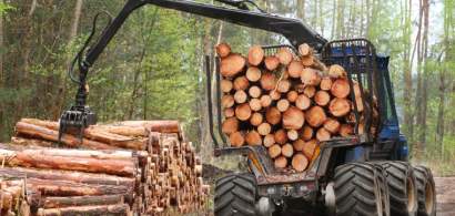 Exploatarea lemnului, afacere de 1,7 miliarde de euro pe an in Romania