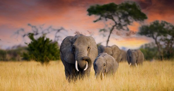 Botswana amenință că va trimite 20.000 de elefanți în Germania. Care este...