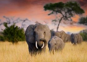 Botswana amenință că va trimite 20.000 de elefanți în Germania. Care este...