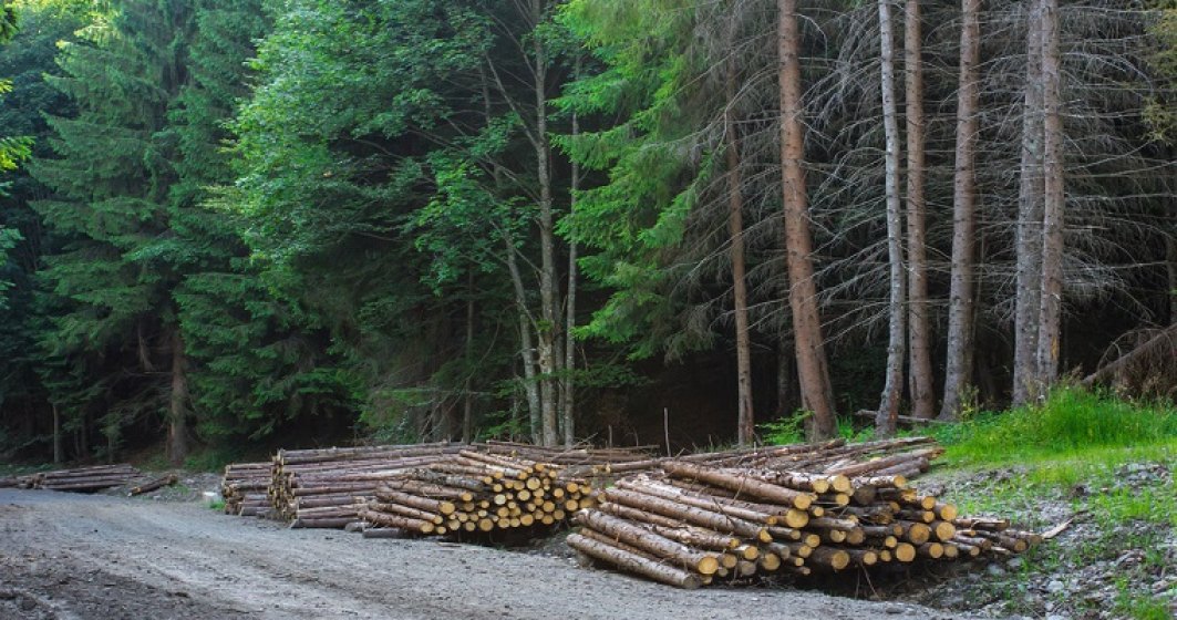 Romsilva vrea sa recupereze in instanta 400.000 de hectare de padure; statul a pierdut jumatate din fondul forestier, in 25 de ani