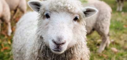 Ministrul Agriculturii: Sunt 12 milioane de oi in Romania, putem face 12...