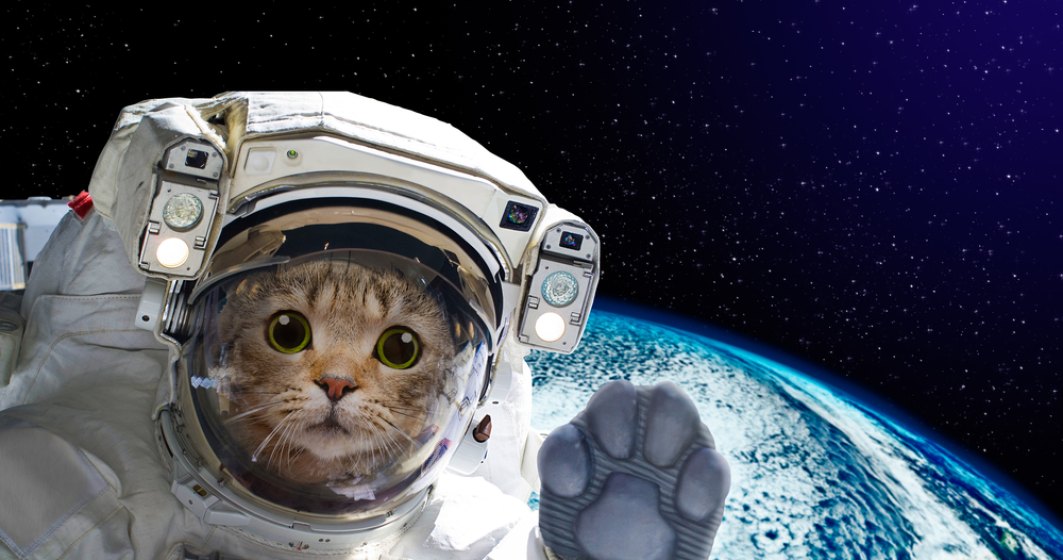 VIDEO: NASA a proiectat un clip cu pisici de la 30 de milioane de kilometri distanţă de Pământ
