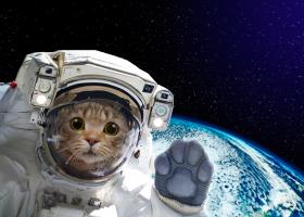 VIDEO: NASA a proiectat un clip cu pisici de la 30 de milioane de kilometri...