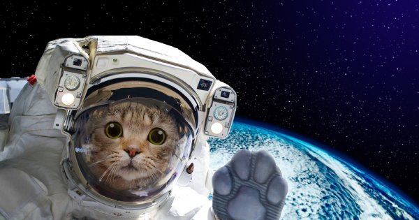VIDEO: NASA a proiectat un clip cu pisici de la 30 de milioane de kilometri...