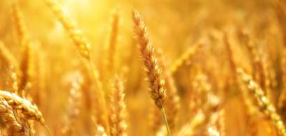 Departamentul american al Agriculturii: Producția de cereale a României va...