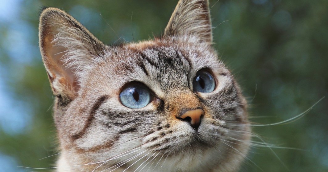 Un programator a lansat aplicația care poate recunoaște stările emoționale ale pisicilor