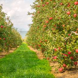 Afacere cu pomi fructiferi: 5...
