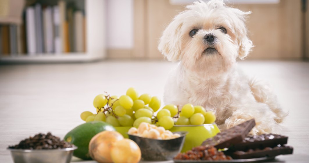 Mâncarea gătită pentru câini – Ce NU trebuie să consume câinele?
