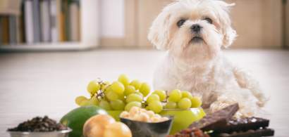 Mâncarea gătită pentru câini – Ce NU trebuie să consume câinele?