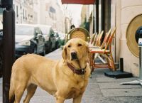 Poza 3 pentru galeria foto [GALERIE FOTO] Cele mai bune țări în care să călătorești cu câinele. Pe ce loc este România în acest top