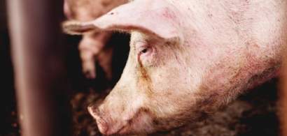 Pesta porcina africana, confirmata intr-o gospodarie din judetul Covasna