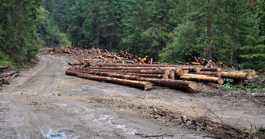 IGPR: Aproape 23.000 mc de material lemnos, confiscati in prima parte a anului;valoarea - peste 6,6 milioane de lei