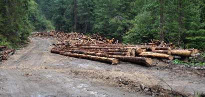 IGPR: Aproape 23.000 mc de material lemnos, confiscati in prima parte a...
