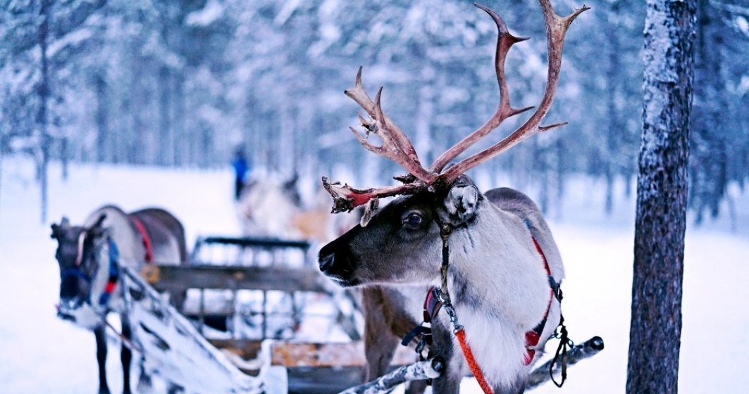 Uber „angajează” reni pentru cursele din Laponia