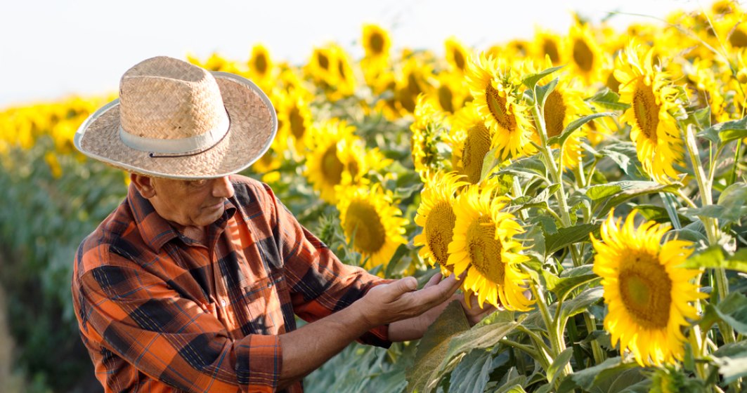 Care sunt cele mai frecvente boli care pot afecta cultura de floarea-soarelui și cum le combați