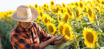 Care sunt cele mai frecvente boli care pot afecta cultura de floarea-soarelui...