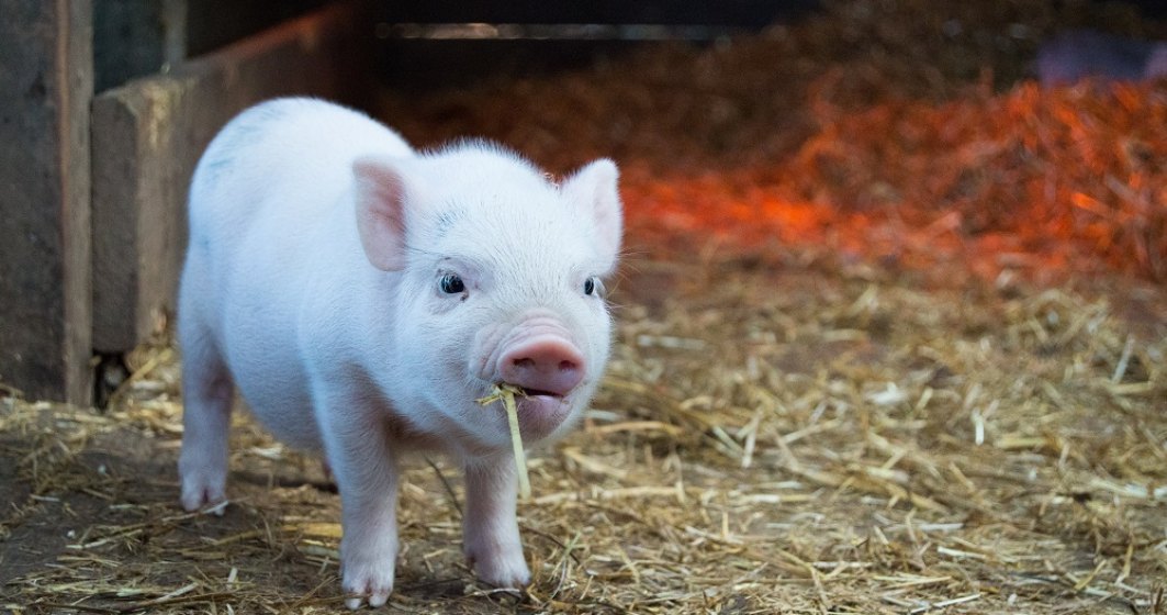 Nicu Vasile, Ligii Asociaţiilor Producătorilor Agricoli din România: Prețul cărnii de porc va crește cu 20% în acest an