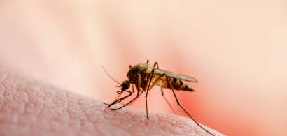 Capitala, infestată de țânțari care pot transmite boli grave bucureștenilor