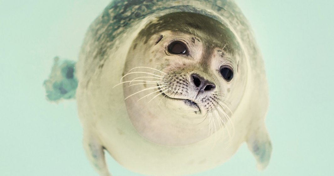 O nouă specie de focă schimbă ce știam despre aceste animale