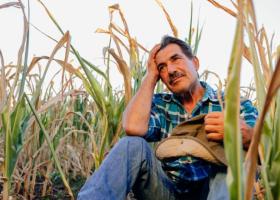 Paradoxul românesc: de la 1 noiembrie se măresc salariile în agricultură, dar...