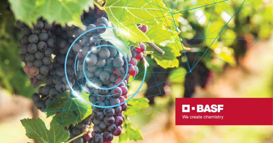Digitalizarea sectorului local - transformarea care va decide succesul afacerilor vitivinicole