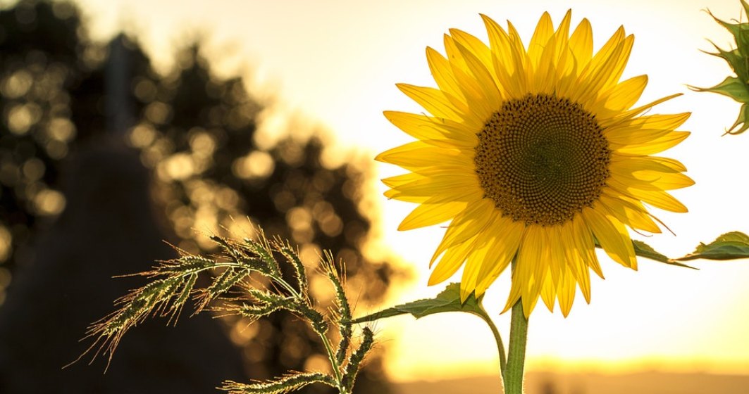 România rămâne și în 2020 cel mai mare producător de floarea-soarelui din UE