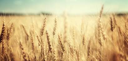 Ce se întâmplă cu prețul grâului: a avut parte de o călătorie de-a „dreptul...