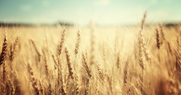 Ce se întâmplă cu prețul grâului: a avut parte de o călătorie de-a „dreptul...
