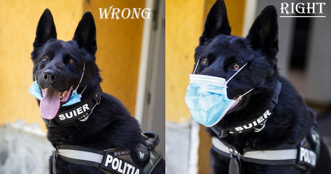 Câinele poliţist Şuier arată cum se poartă corect masca de protecţie. Fotografie virală a Ministerului de Interne