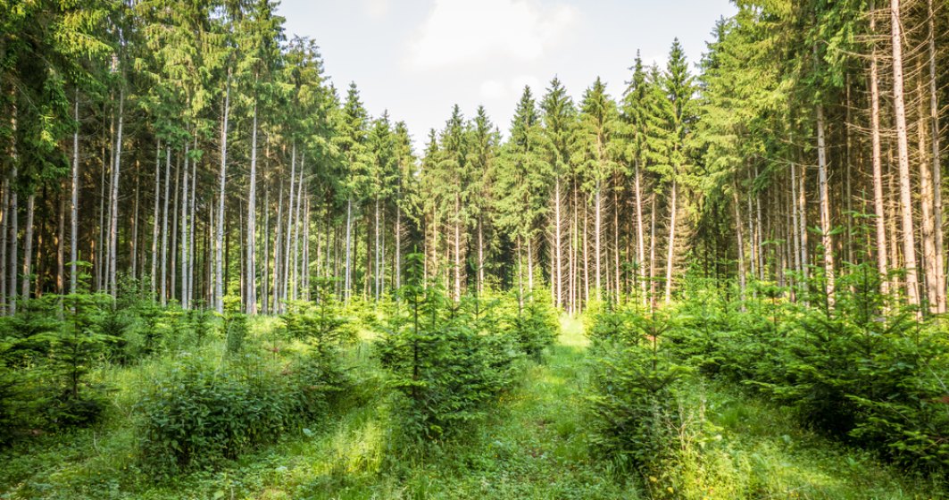Cum a crescut suprafața pădurilor din România anul trecut
