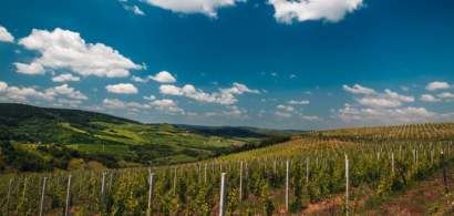 Producătorii din sectorul vitivinicol vor primi până pe 31 decembrie 2020...