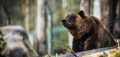 Prezenta unor ursi semnalata in zone locuite din Brasov, Fagaras si Predeal