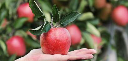 Cum "arata" productia de fructe a Romaniei: suprafete cultivate in scadere,...