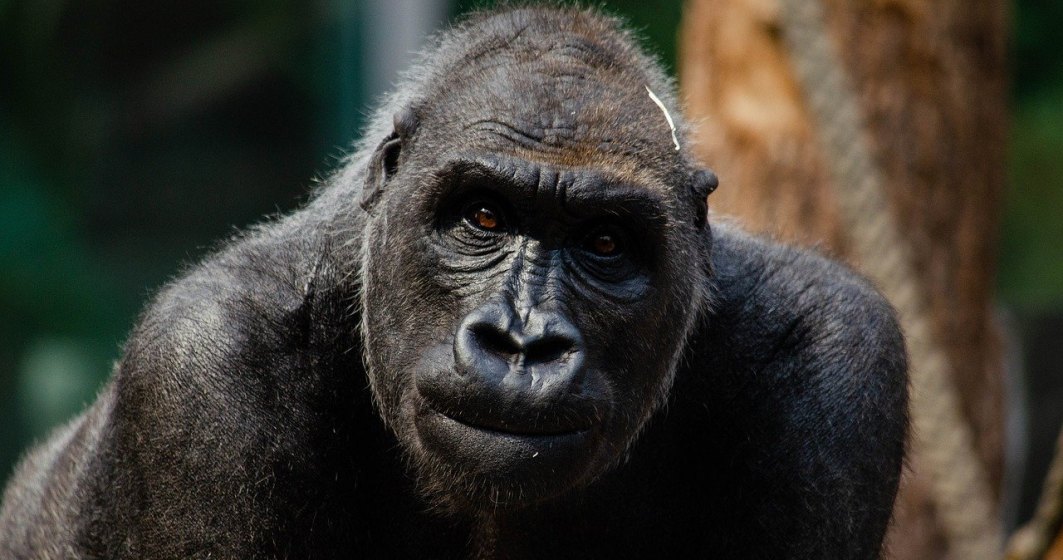 Două gorile de la o grădină zoologică din California au fost testate pozitiv pentru noul coronavirus