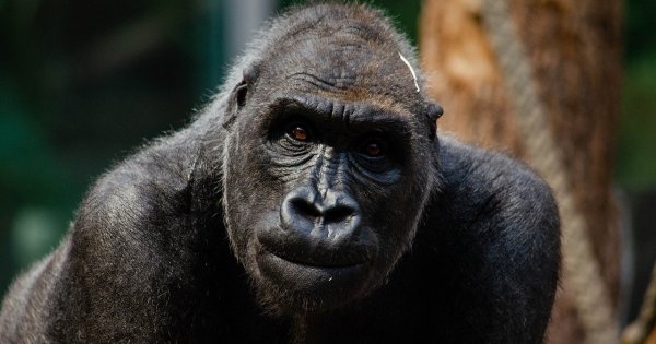 Două gorile de la o grădină zoologică din California au fost testate pozitiv...