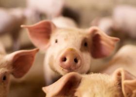 Amendă enormă pentru o crescătorie de porci: dejecţiile i-au costat 50.000 de...