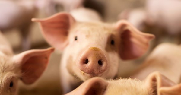Amendă enormă pentru o crescătorie de porci: dejecţiile i-au costat 50.000 de...