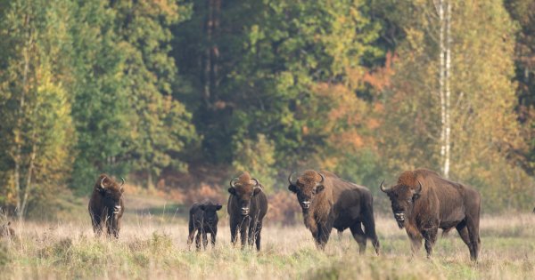 Metode alternative de reducere a poluării: Cum reușesc bizonii din munții...