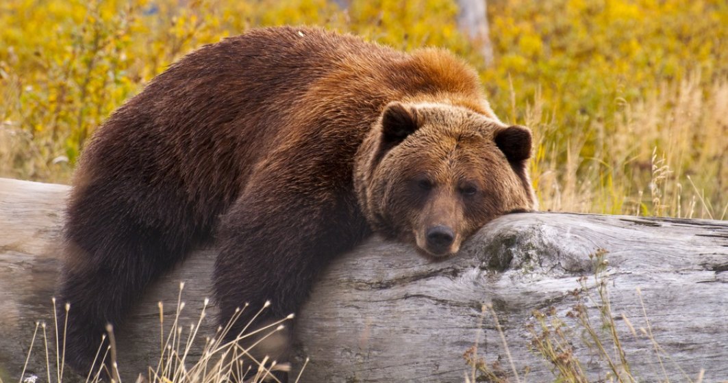 Cîţu despre ursul împuşcat în Covasna: Se pare că nu este cel mai mare