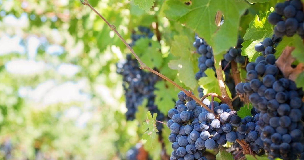 Clienții Carrefour care cumpără vinuri pot vizita cramele din Republica Moldova