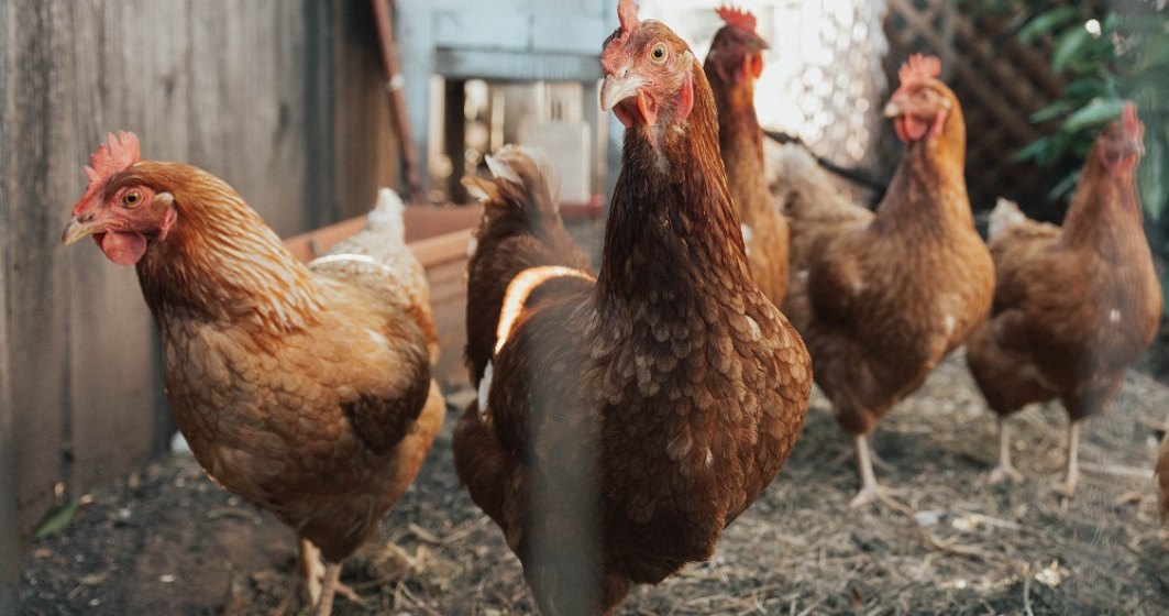 Japonia va sacrifica 1 milion de găini după confirmarea unui focar de gripă aviară