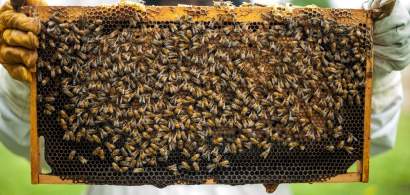 Ce fac apicultorii români când ajutorul de stat valorează cât un borcan de miere