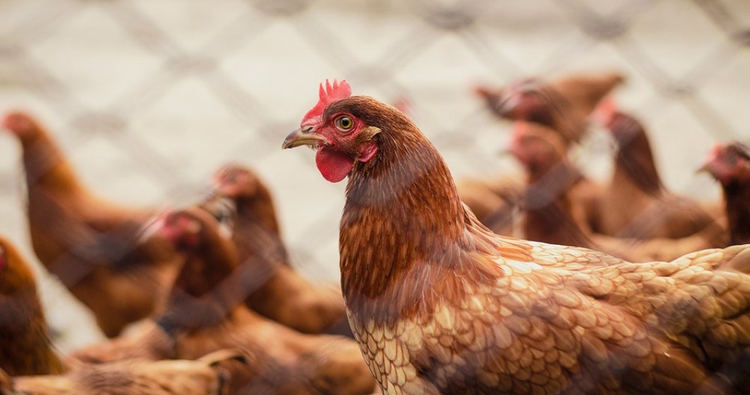 Autoritățile au interzis comerțul ambulant cu păsări, după ce s-a confirmat un focar cu gripă aviară în județul Mureș