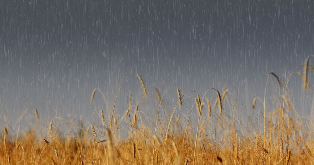 Ploile din ultima vreme par să salveze recoltele. Analiştii mizează pe revenirea producţiei de grâu a României