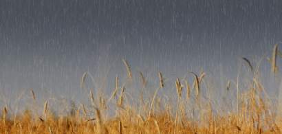 Ploile din ultima vreme par să salveze recoltele. Analiştii mizează pe...